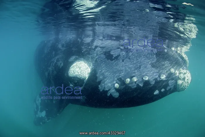 : Southern right whale, Eubalaena australis, Conservation : Southern right whale, Eubalaena australis, Conservation
