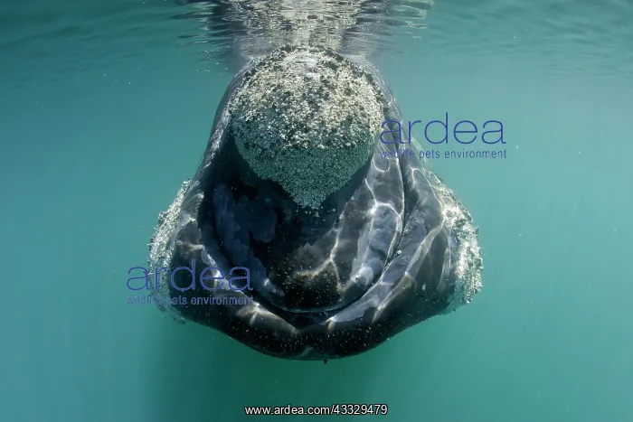 : Southern right whale, Eubalaena australis, Conservation : Southern right whale, Eubalaena australis, Conservation