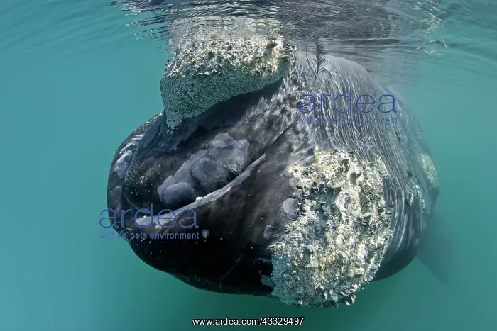 : Southern right whale, Eubalaena australis, Conservation : Southern right whale, Eubalaena australis, Conservation