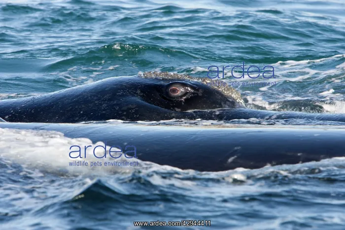 : Southern Right whale - eye, this whale is part : Southern Right whale - eye, this whale is part