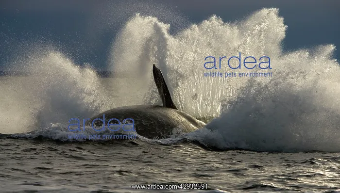 : Southern Right Whale - Falling back in the sea : Southern Right Whale - Falling back in the sea