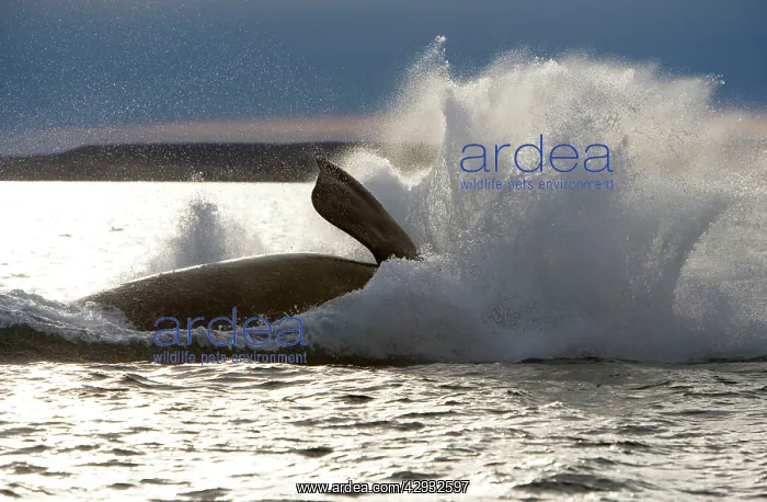 : Southern Right Whale - Falling back in the sea : Southern Right Whale - Falling back in the sea