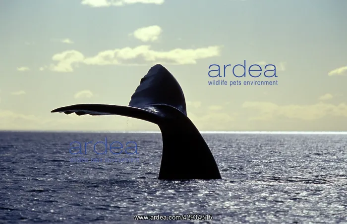: Southern Right Whale - fluke : Southern Right Whale - fluke