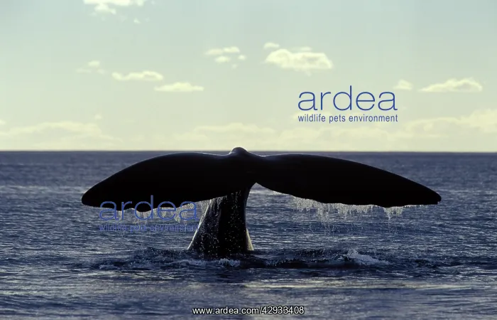 : Southern Right Whale flukes : Southern Right Whale flukes