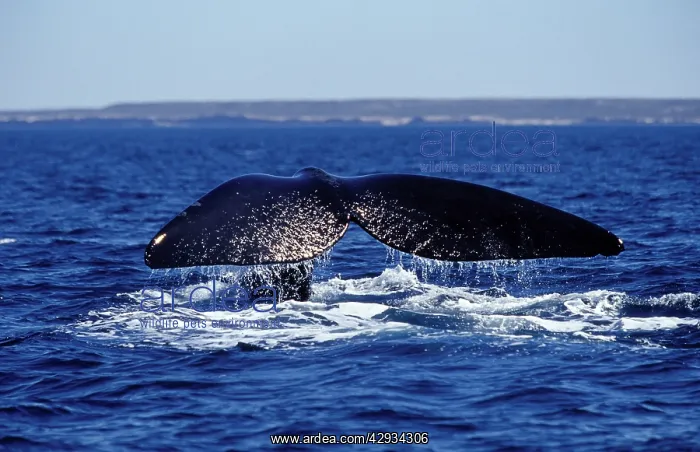 : Southern Right Whale flukes : Southern Right Whale flukes