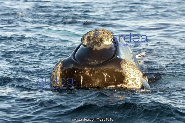 : Southern Right Whale - Head, close-up from the : Southern Right Whale - Head, close-up from the