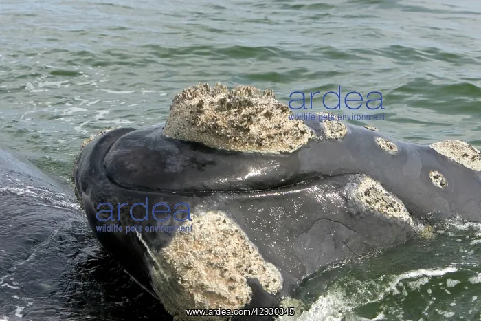 : Southern Right WHALE - head, close-up, showing : Southern Right WHALE - head, close-up, showing