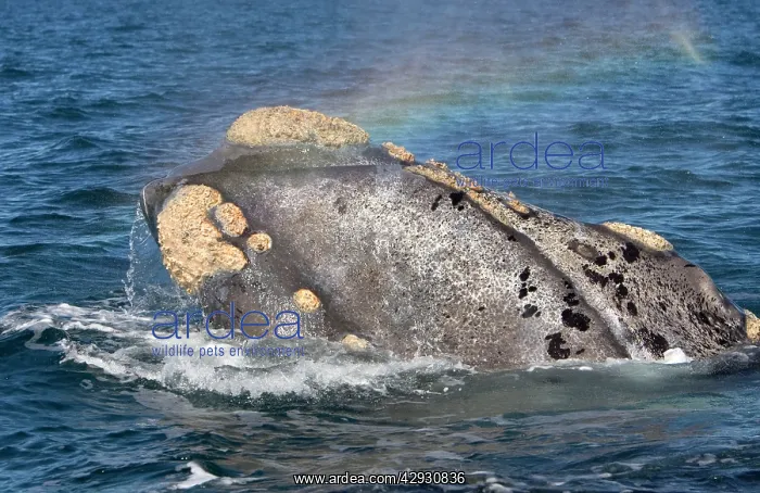 : Southern Right WHALE - Head, showing line of the : Southern Right WHALE - Head, showing line of the