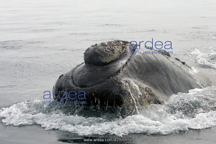 : Southern Right Whale - Head, showing line of the : Southern Right Whale - Head, showing line of the