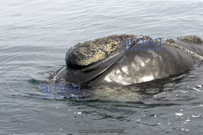 : Southern Right Whale- Head, showing line of the : Southern Right Whale- Head, showing line of the