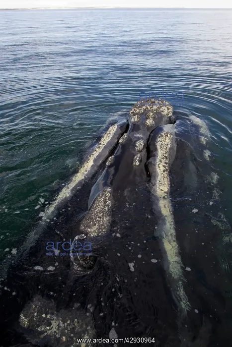 : Southern Right Whale - Head, viewed from above : Southern Right Whale - Head, viewed from above