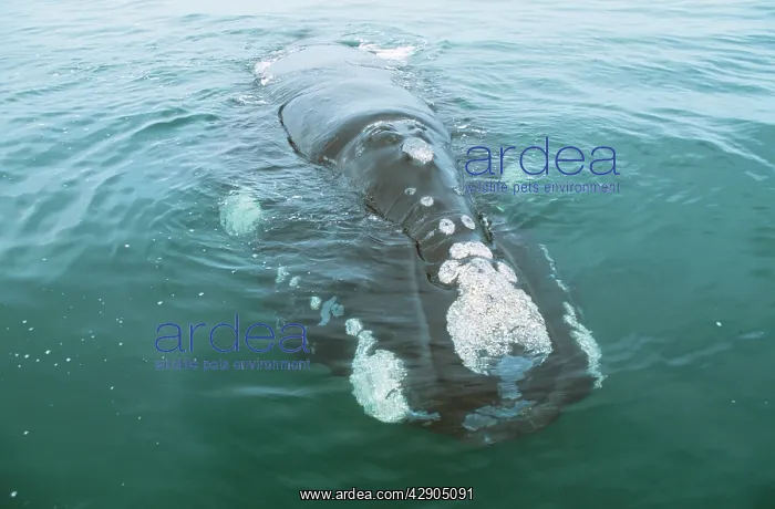 : Southern Right Whale - head out of water : Southern Right Whale - head out of water