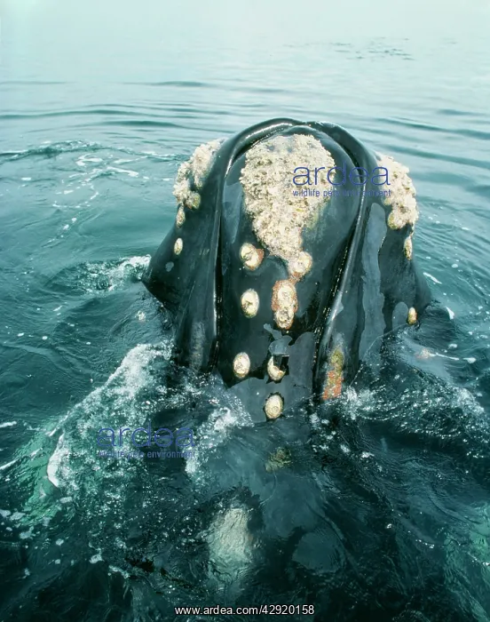 : Southern Right Whale - head out of water showing barnacles : Southern Right Whale - head out of water showing barnacles