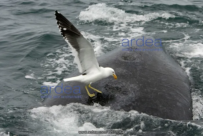 : Southern Right Whale - Kelp / Southern Black-backed : Southern Right Whale - Kelp / Southern Black-backed
