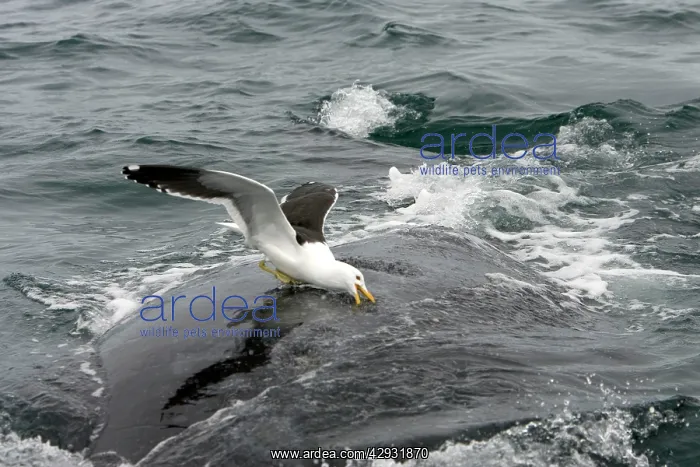 : Southern Right Whale - Kelp / Southern Black-backed : Southern Right Whale - Kelp / Southern Black-backed