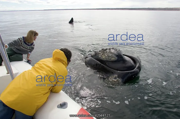 : Southern Right Whale - this large adult whale approached : Southern Right Whale - this large adult whale approached