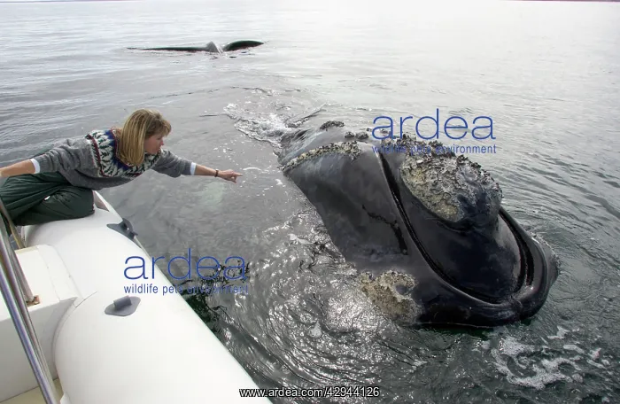 : Southern Right whale - this large adult whale approached : Southern Right whale - this large adult whale approached