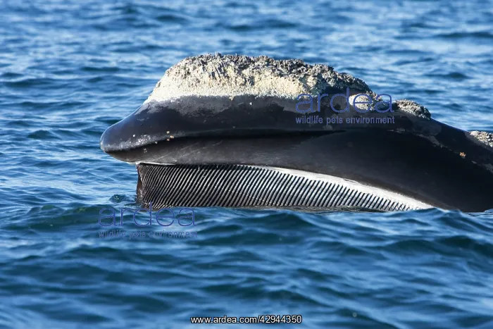 : Southern Right Whale - lateral view of upper mandible : Southern Right Whale - lateral view of upper mandible