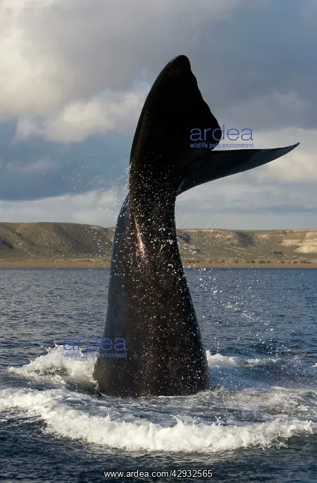 : Southern Right Whale - Lobtailing behavior: the : Southern Right Whale - Lobtailing behavior: the