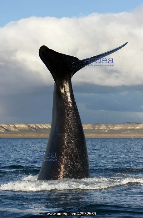 : Southern Right Whale - Lobtailing behavior: the : Southern Right Whale - Lobtailing behavior: the