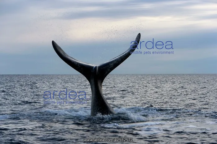 : Southern Right Whale - Lobtailing behavior: the : Southern Right Whale - Lobtailing behavior: the