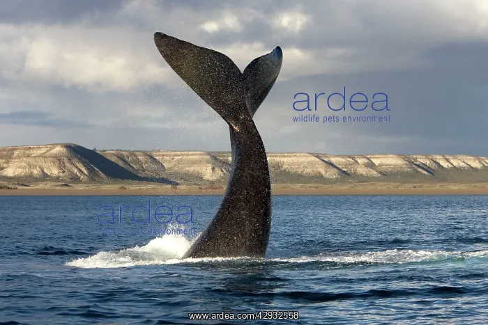 : Southern Right Whale - Lobtailing behaviour: the : Southern Right Whale - Lobtailing behaviour: the
