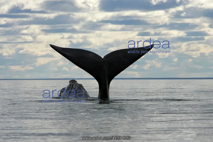 : Southern Right Whale - Lobtailing: the whale slaps : Southern Right Whale - Lobtailing: the whale slaps