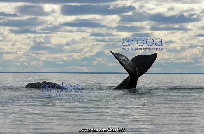 : Southern Right Whale - Lobtailing: the whale slaps : Southern Right Whale - Lobtailing: the whale slaps