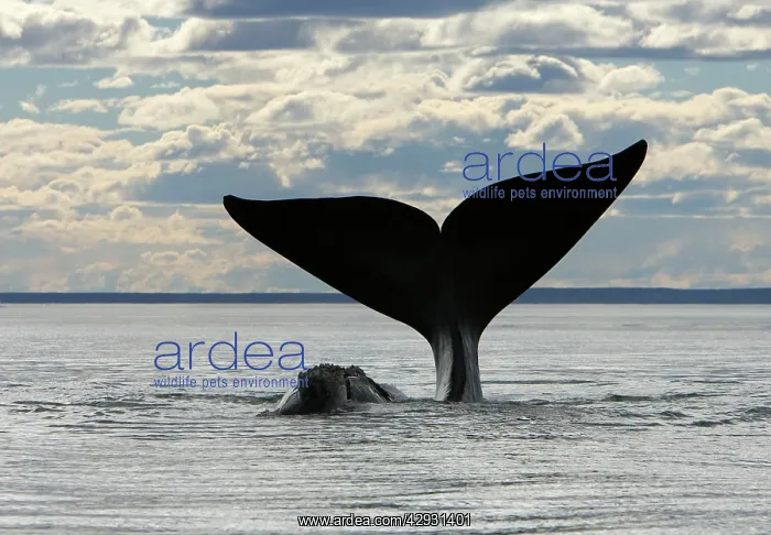 : Southern Right Whale - Lobtailing: the whale slaps : Southern Right Whale - Lobtailing: the whale slaps