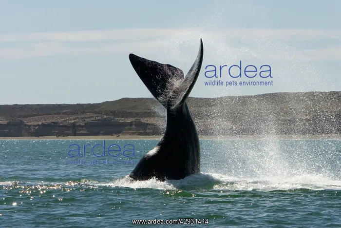 : Southern Right Whale - Lobtailing: the whale slaps : Southern Right Whale - Lobtailing: the whale slaps