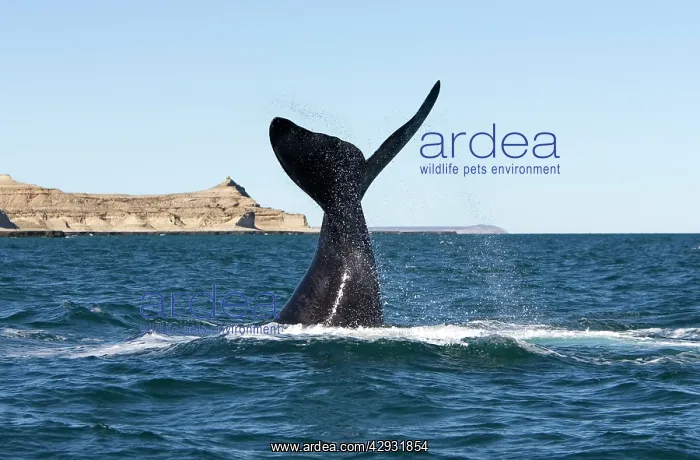 : Southern Right Whale - Lobtailing: the whale slaps : Southern Right Whale - Lobtailing: the whale slaps