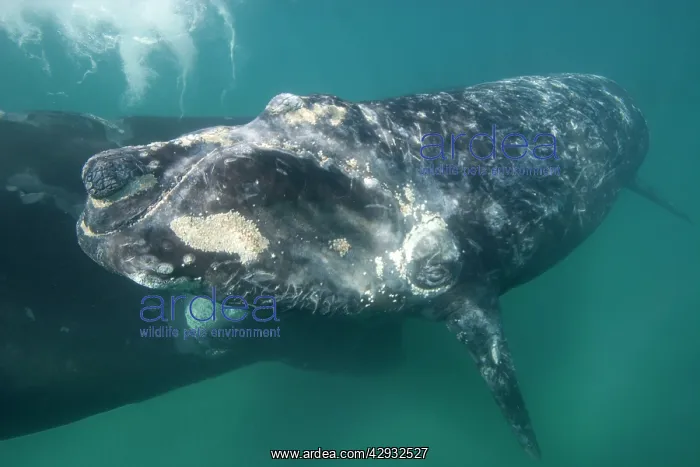 : Southern Right Whale - Mother (background) and : Southern Right Whale - Mother (background) and