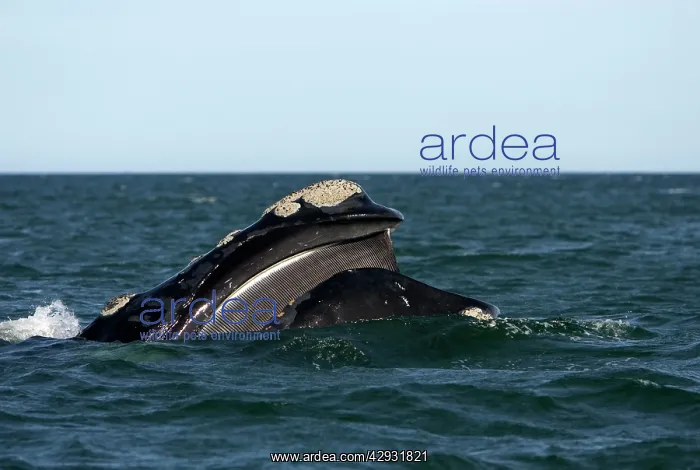 : Southern Right Whale - Mouth open, showing baleen : Southern Right Whale - Mouth open, showing baleen