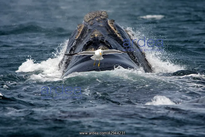 : Southern Right Whale - Southern Black-backed / : Southern Right Whale - Southern Black-backed /