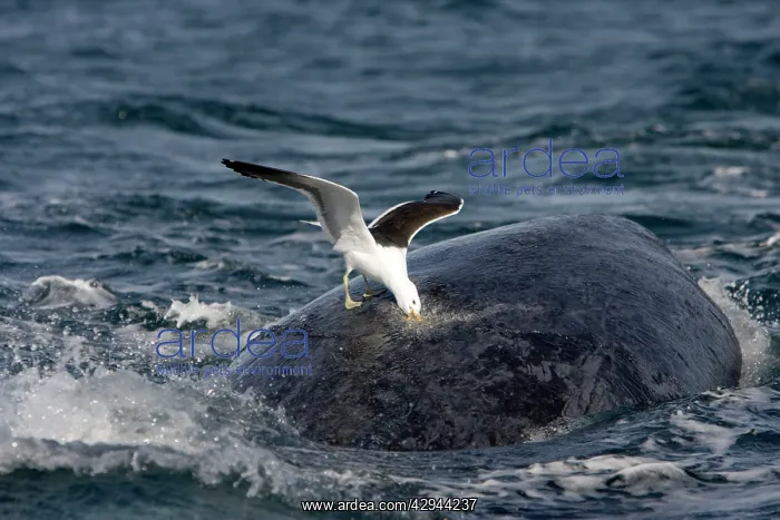 : Southern Right Whale - Southern Black-backed / : Southern Right Whale - Southern Black-backed /