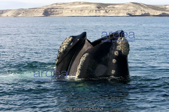 : Southern Right Whale - Standing vertically in the : Southern Right Whale - Standing vertically in the