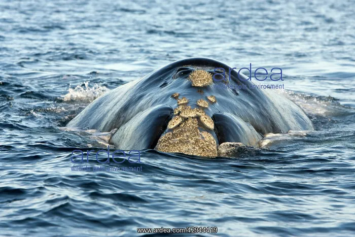 : Southern Right whale - at the surface, approaching boat : Southern Right whale - at the surface, approaching boat