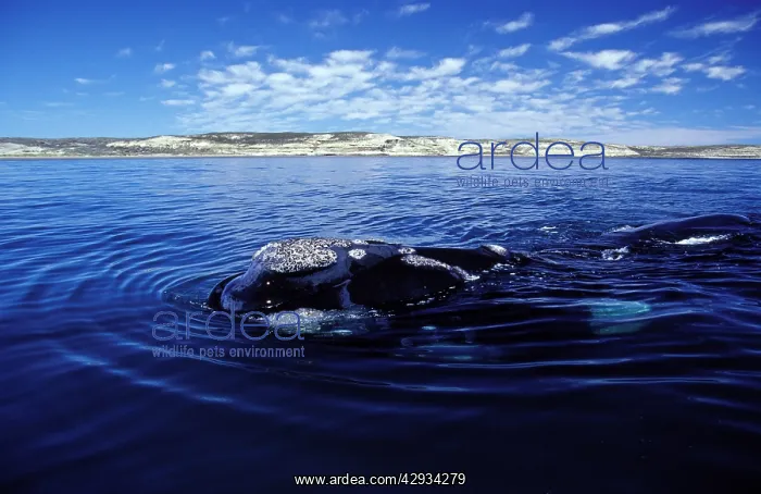 : Southern Right Whale - Surfacing : Southern Right Whale - Surfacing