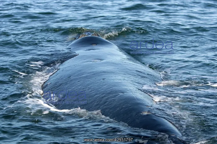 : Southern Right Whale, swimming : Southern Right Whale, swimming