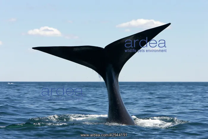 : Southern Right Whale - tail : Southern Right Whale - tail