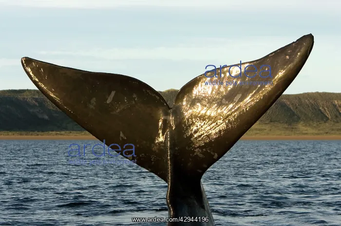 : Southern Right Whale - tail : Southern Right Whale - tail