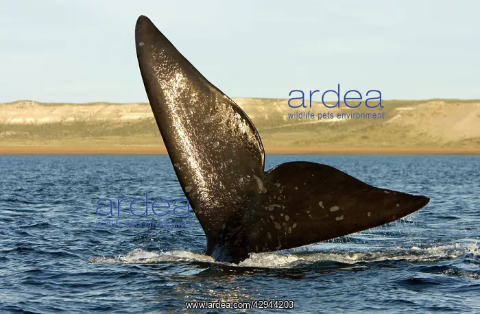 : Southern Right whale - tail : Southern Right whale - tail