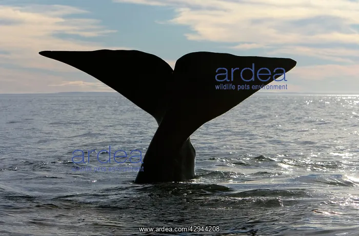 : Southern Right Whale - tail : Southern Right Whale - tail