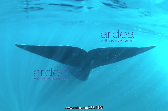 : Southern Right Whale - tail : Southern Right Whale - tail