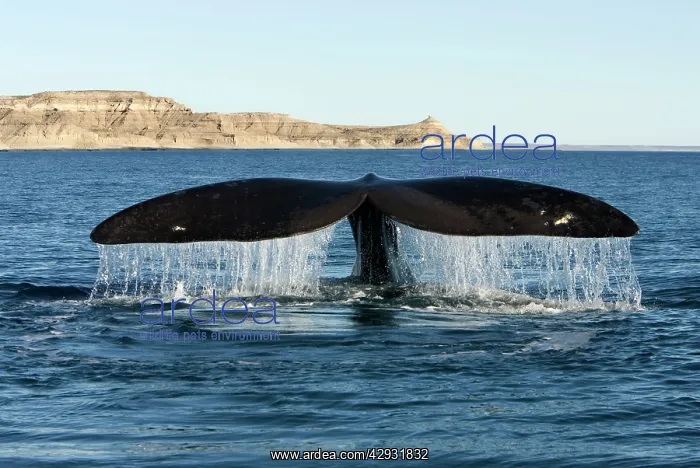 : Southern Right Whale - tail fluke : Southern Right Whale - tail fluke