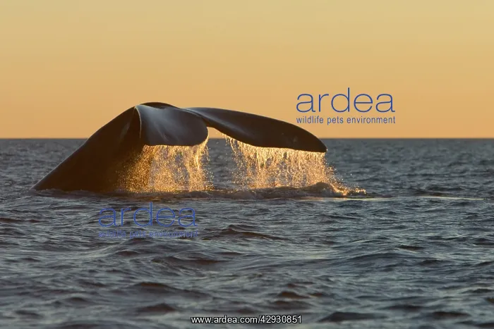: Southern Right WHALE - Tail fluke, at sunset : Southern Right WHALE - Tail fluke, at sunset