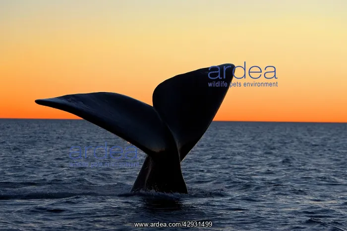 : Southern Right Whale - Tail fluke, at sunset : Southern Right Whale - Tail fluke, at sunset