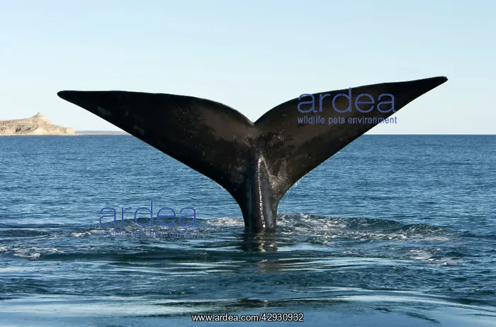 : Southern Right Whale - tail flukes : Southern Right Whale - tail flukes