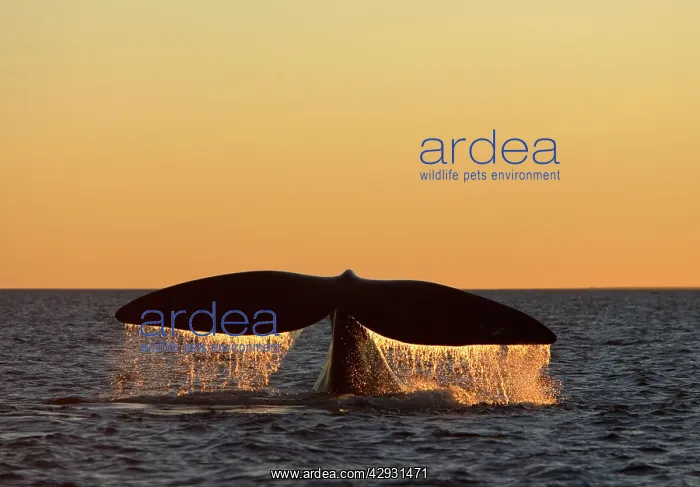 : Southern Right Whale - Tail flukes, at sunset : Southern Right Whale - Tail flukes, at sunset