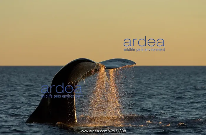 : Southern Right Whale - Tail flukes, at sunset : Southern Right Whale - Tail flukes, at sunset
